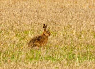Mad March hares boxing in a field