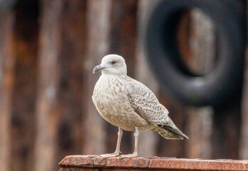Juvenile herring gull standing looking in a harbour