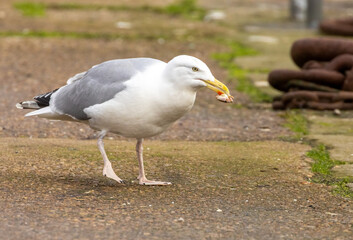 herring seagull with a crab at a harbour