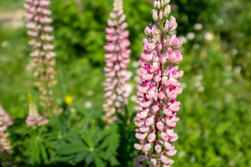 Pink lupins growing a bush, selective focus. Background from lupin flowers for publication, poster, screensaver, wallpaper, postcard, banner, cover, post, website. High quality photo