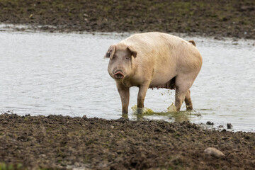 Pink pig sow wading through water in a muddy field