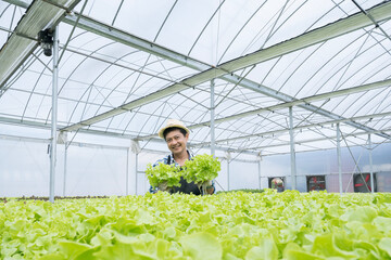 Naklejka na ściany i meble Agriculture business concept. Asian farmers work in vegetables hydroponic farm. Beautiful organic green and lettuce in the organic farm.