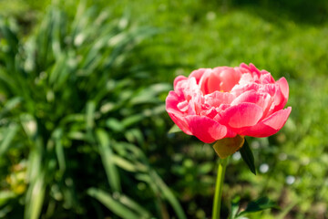 Pink peony bud on blurred green background at the sunny day. Vivid peony for publication, design, poster, calendar, post, screensaver, wallpaper, postcard, cover, website. High quality photo