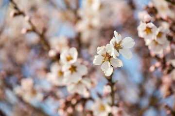 Almendros, flor de almendro, primavera, almendras, flores, floración, brotes, fruto