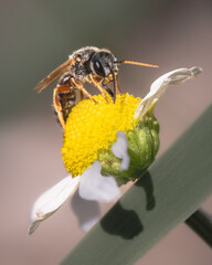 Dark sweat bee (Halictus) pollinating and drinking nectar from a white and yellow chamomile flower, Long Island, New York.
