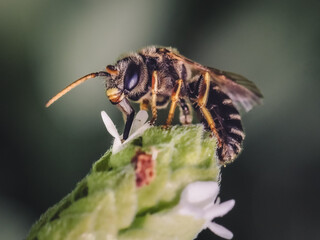 Male sweat bee (Halictus Ligatus) drinking nectar with tongue (proboscis) from white oregano flowers, Long Island, New York.