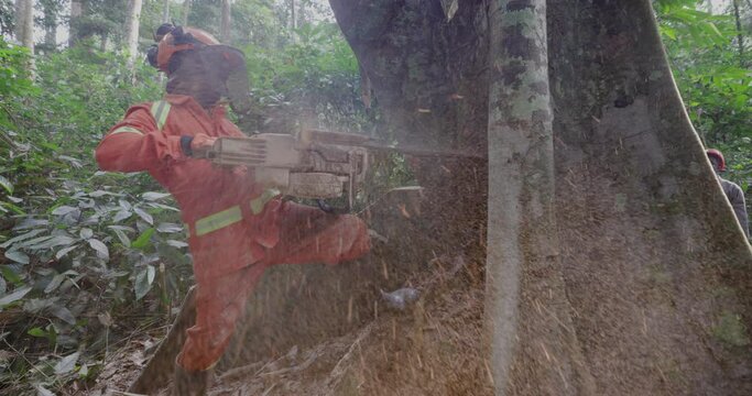 Close-up.Logger cutting into a tall hardwood tree in a tropical rainforest. Climate Change.Deforestation