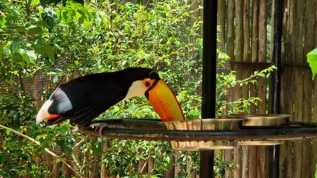 Toco toucan in the town of Foz do Iguacu, near the famous Iguacu Falls right on the border between Brazil, Argentina and Paraguay.