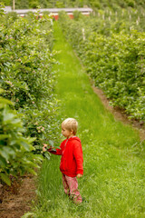 Naklejka na ściany i meble Apple tree plantations in Norway, summertime, child checking the apples