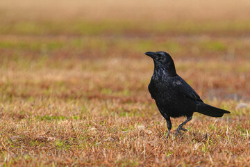 ハシブトガラス