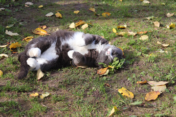 gray cat lies on the grass with tucked paws