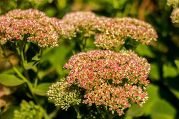 pink-white-green flowers of Hylotelephium telephium taken from close up in sunny weather with a blurred background with bokeh