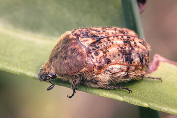 Flower Bumble Beetle (Euphoria inda) with brown and tan markings, on a green leaf, Long Island, New...