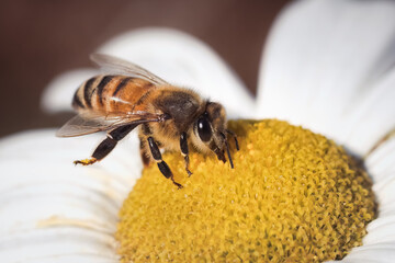 Honey bee (Apis mellifera) pollinating and foraging on a white and yellow Montauk Daisy, Long Island, New York.
