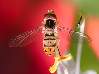 Dorsal view of Hover Fly (Genus Syrphidae) perched on flower with wings extended, Long Island, New York.