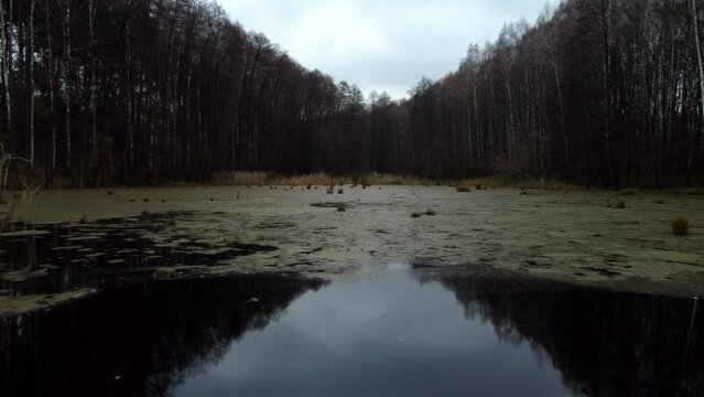 Drone flying over an autumn lake covered with vegetation among the forest. Fascinating footage of wildlife before the onset of cold weather.