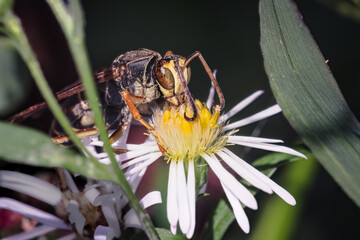 Male Northern Paper Wasp (Polistes fuscatus) drinking nectar and pollinating vibrant white and yellow wildflowers on Long Island, New York. 