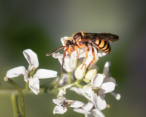 A Nomada parasitic cuckoo bee drinking nectar and foraging white spring garlic mustard wildflowers on Long Island, New York. 