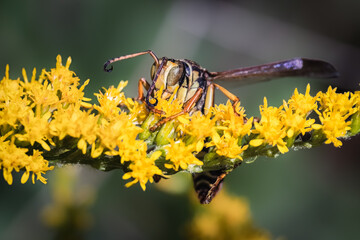 Male Northern Paper Wasp (Polistes fuscatus) drinking nectar and pollinating vibrant wild yellow Canadian Goldenrod flowers located on Long Island, New York. 