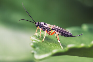 Ichneumon wasp with long antenna perched on top of a green leaf gazing forward, located on Long Island, New York.