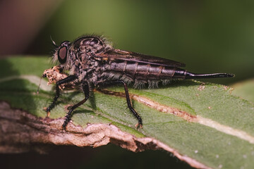 Large brown predatory Robber Fly (Asilidae) with weevil prey insect on green leaf