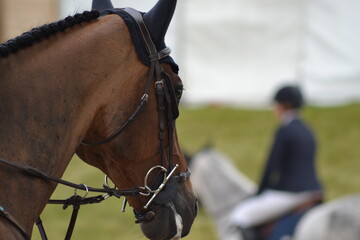 Obraz premium Bay Horse wearing a black ear bonnet and white horse in the background