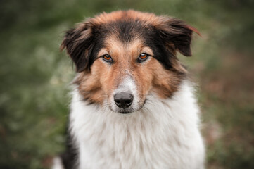 portrait of a dog