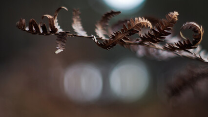 Macro de feuilles de fougère sauvages, d'aspect flétri