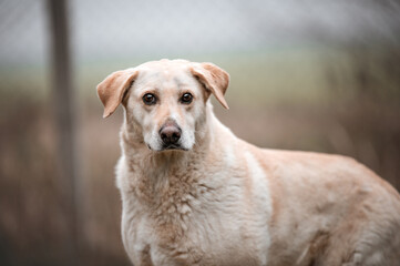 dog portrait