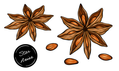 Set of star anise spices with seeds hand drawn vector color illustration