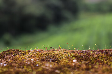 moss on the ground