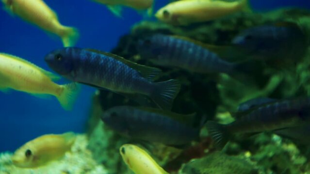 exotic aquarium fish living in an aquarium.