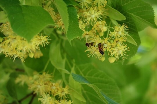 Les fleurs de tilleul avec les abeilles 