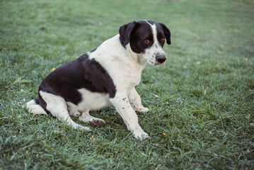 Nice dog on the grass in the park. Black and white dog for a walk.