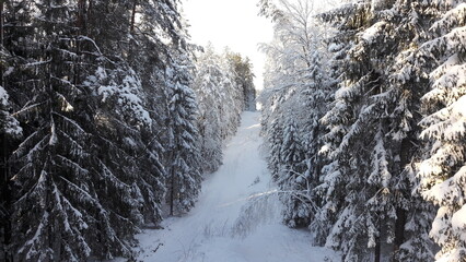 snow covered trees