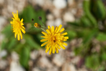 Gewöhnliches Habichtskraut (Hieracium lachenalii)	