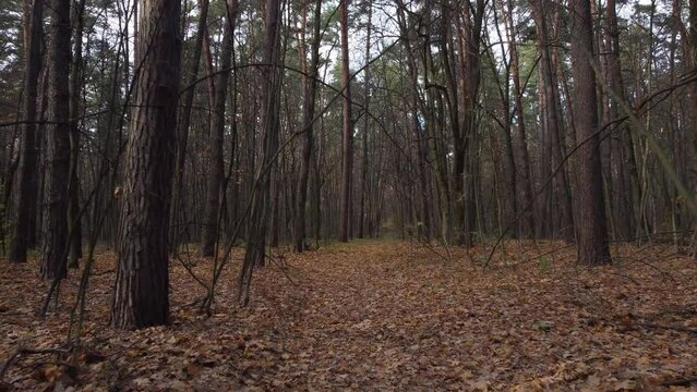 Gloomy autumn forest with bare branches. The mysterious atmosphere of late autumn.