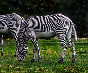 Fototapeta na wymiar Grevy`s zebra on the lawn. atin name - Equus grevyi 