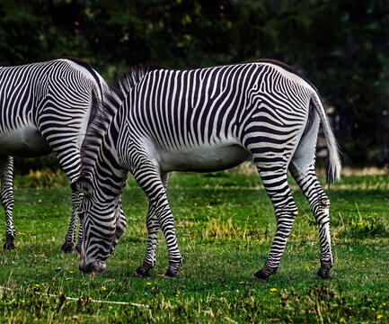 Grevy`s zebra on the lawn. atin name - Equus grevyi	