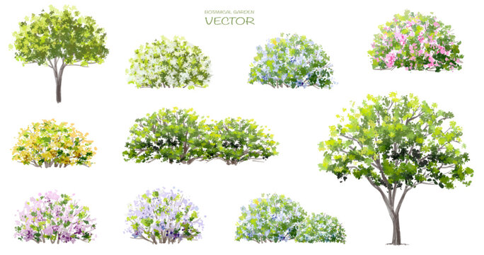 Vector watercolor of blooming tree isolated on white background for landscape plan and architecture drawing, elements for environment and garden,botanical elements ,blooming flowers in spring
