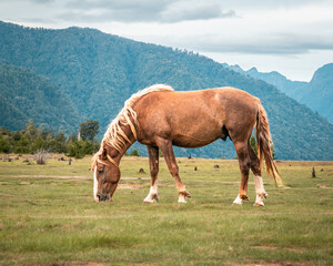 Obraz premium horses in the field
