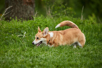 Happy Welsh Corgi Pembroke dog playing with puller in the spring park