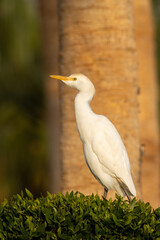 Cattle Egret (Bubulcus ibis) isolated on an orange background