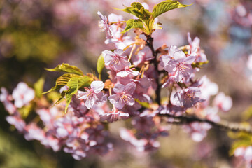 The first cherry blossoms of 2023 in Kamakura near Tokyo
