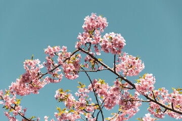 The first cherry blossoms of 2023 in Kamakura near Tokyo