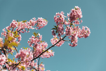 The first cherry blossoms of 2023 in Kamakura near Tokyo