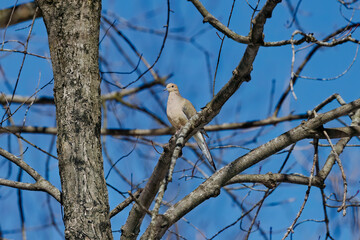 The mourning dove (Zenaida macroura) also known as the American mourning dove, the rain dove, and colloquially as the turtle dove, and was once known as the Carolina pigeon and Carolina turtledove