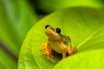 Starry Night Reed Frog, (Heterixalus alboguttatus) species of endemic frogs in the family Hyperoliidae endemic to Madagascar. Ranomafana, Madagascar wildlife animal.