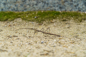 대벌레 walkingstick