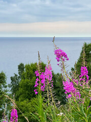 Wildflower near Lake Baikal, Russia
